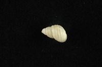 藏品(沼螺)的圖片